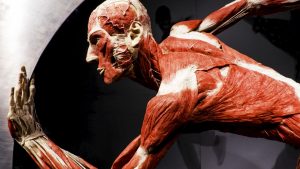 BodyWorlds14 (Large)