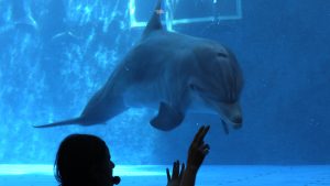 Delfino all'Acquario di Genova