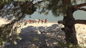 wild horse watching