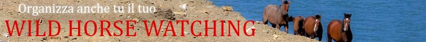 wild-horse-watching-organizza