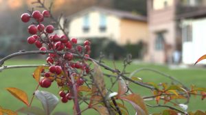 Il Podere Bucine Basso