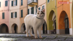 Varese Ligure e una guida felina