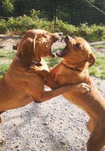 Cani giocano presso il Rifugio Sherwood